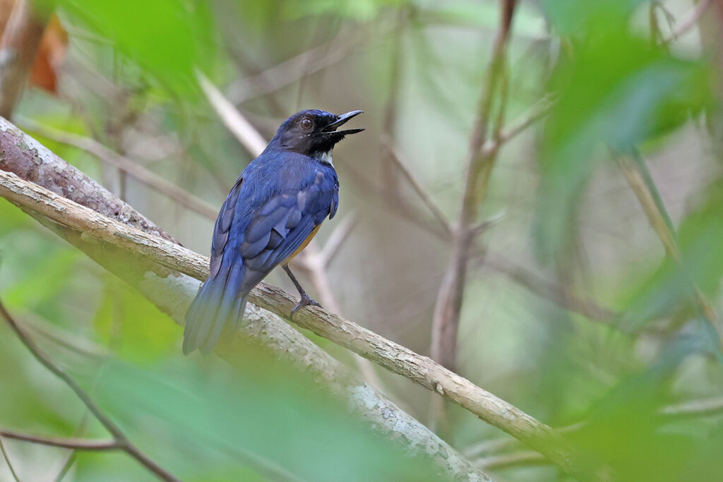 Kalao Blue Flycatcher male adult