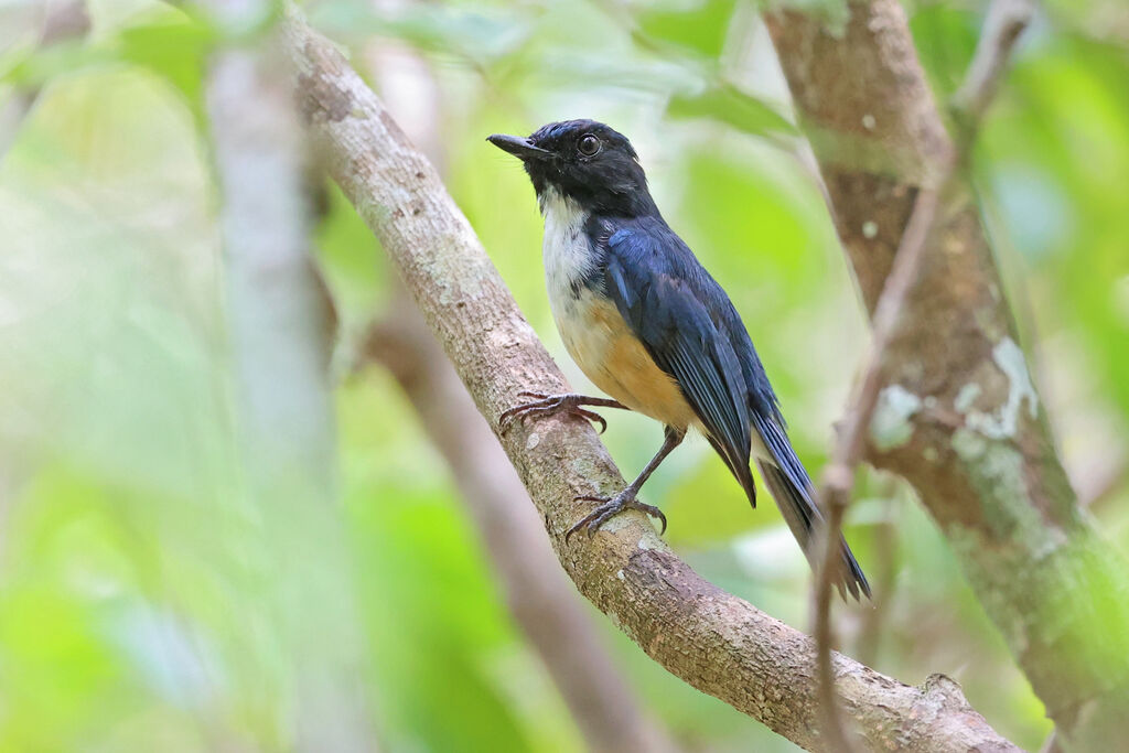 Kalao Blue Flycatcher male adult