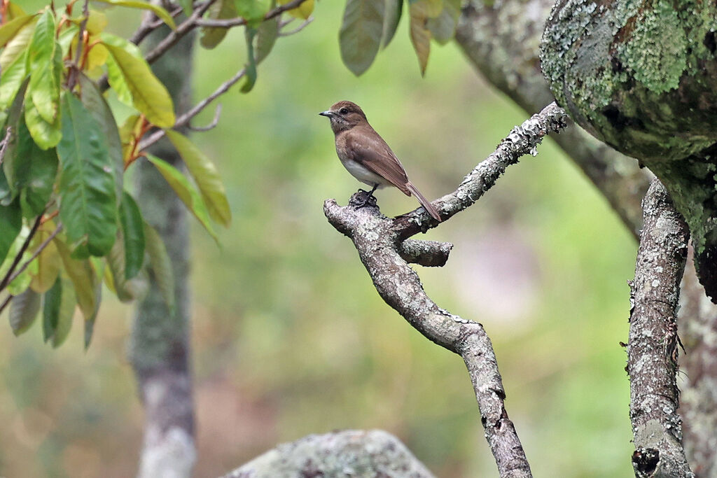 Gobemouche de l'Angola - Gobemouche d'Angola<br />