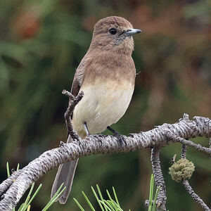 Gobemouche de l'Angola