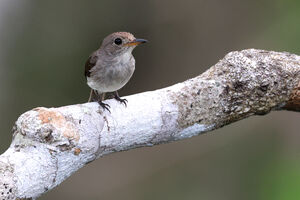Gobemouche de Sumba