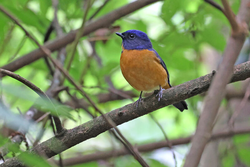 Taiwan Vivid Niltava male adult