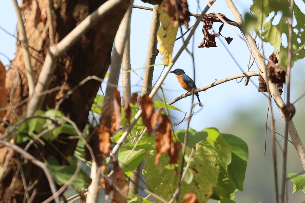Sulawesi Blue Flycatcher (djampeanus) male adult