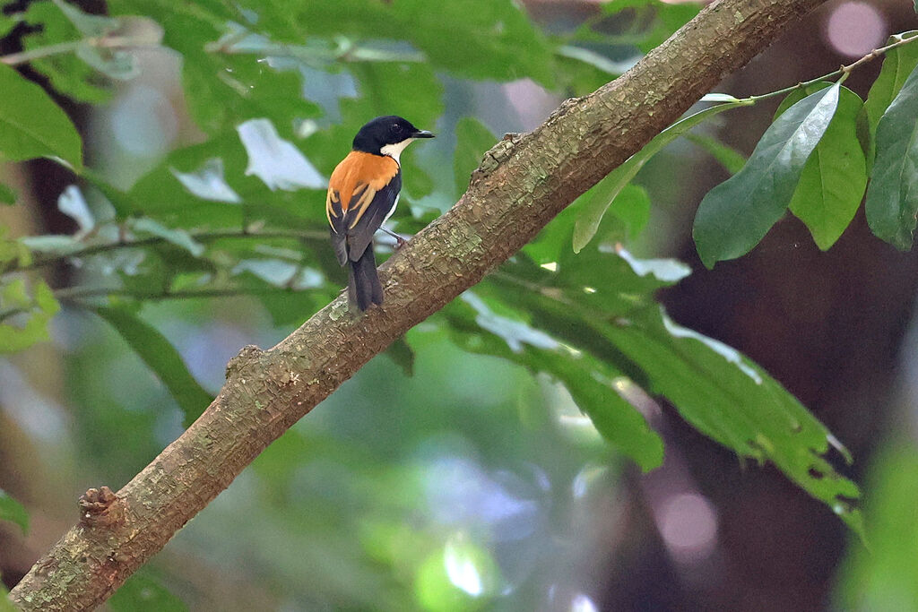 Black-banded Flycatcheradult