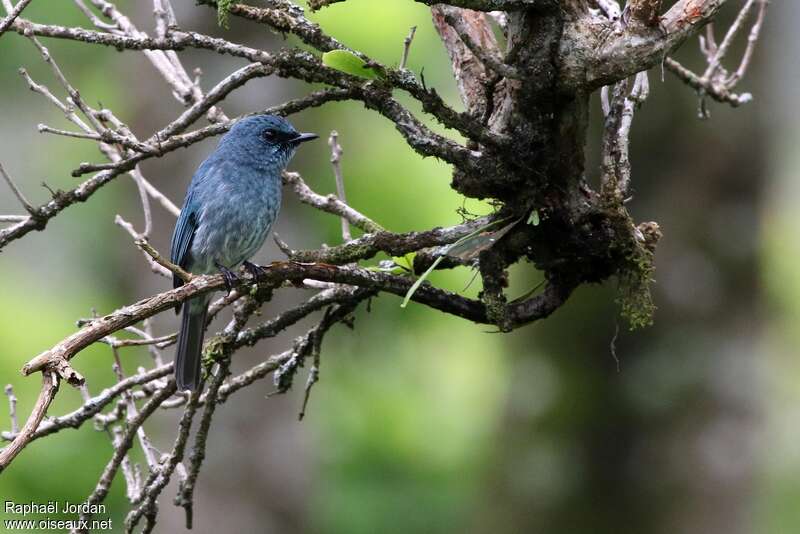 Turquoise Flycatcheradult, habitat, pigmentation