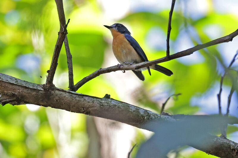 Mangrove Blue Flycatcher female adult