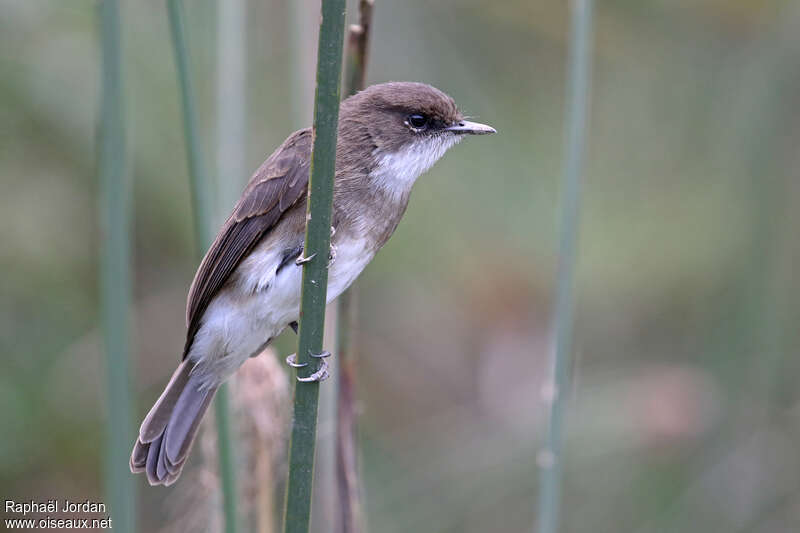 Swamp Flycatcheradult, identification