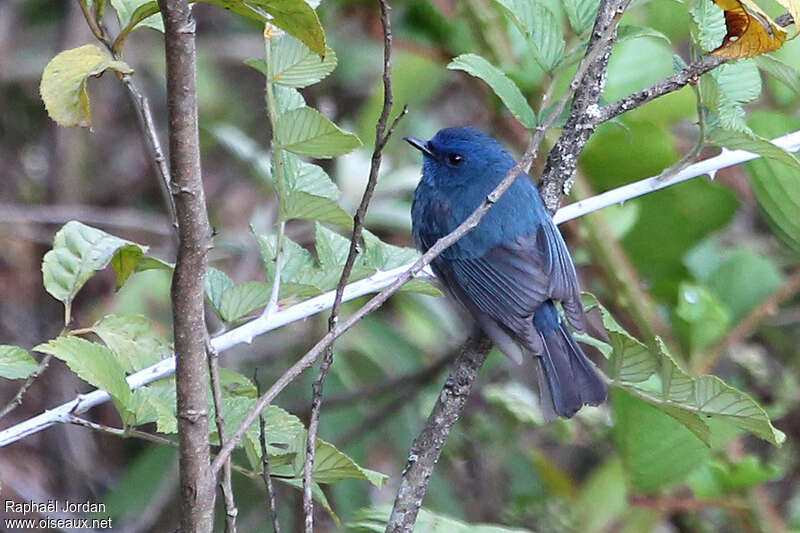 Nilgiri Flycatcheradult breeding