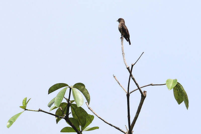 Sooty Flycatcher