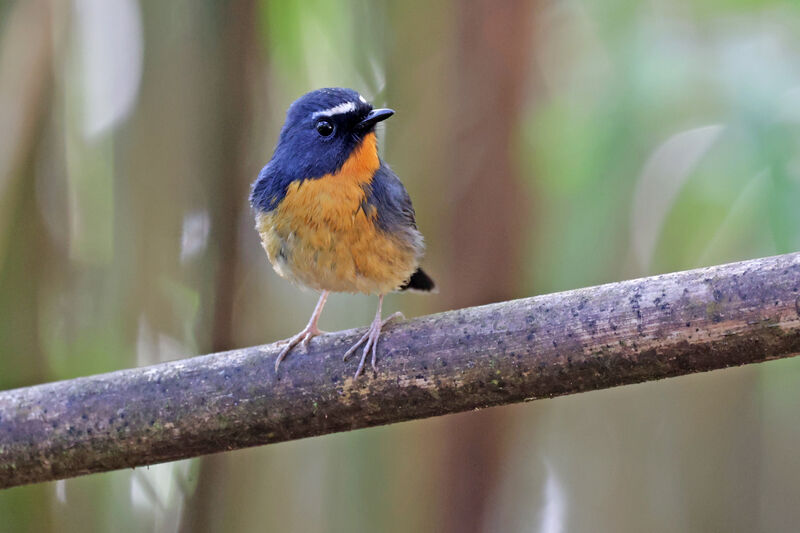 Snowy-browed Flycatcher male adult