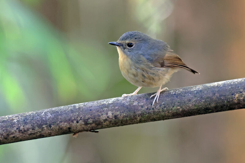 Snowy-browed Flycatcher female adult