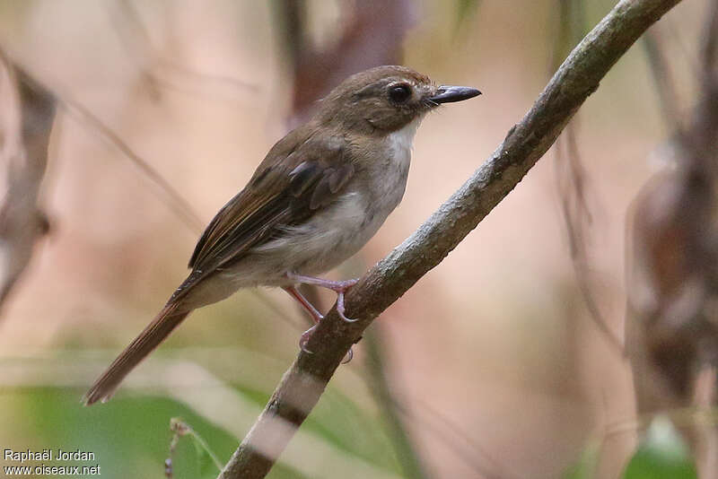 Gobemouche ombréadulte, identification