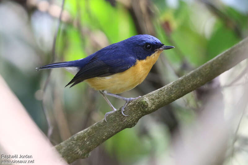 Pygmy Flycatcher male adult breeding, identification