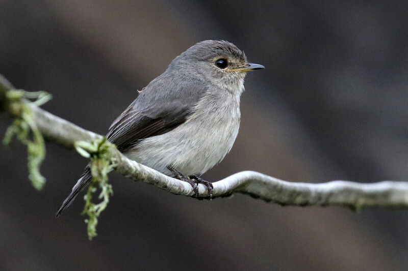 African Dusky Flycatcheradult