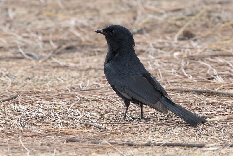 Southern Black Flycatcheradult