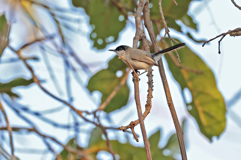 Black-capped Gnatcatcher male adult