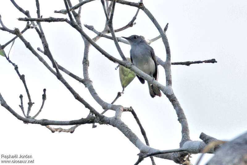 Rio Negro Gnatcatcher