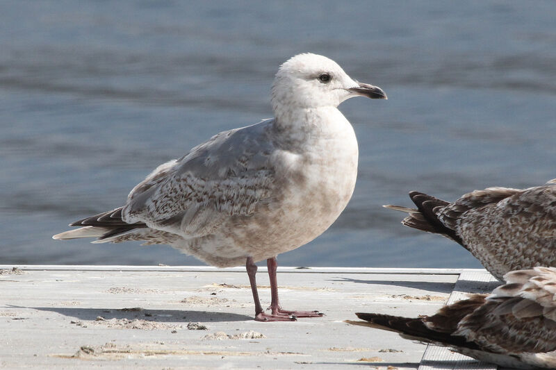 Goéland à ailes blanches3ème année