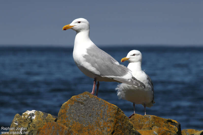 Glaucous-winged Gulladult breeding, pigmentation, Behaviour