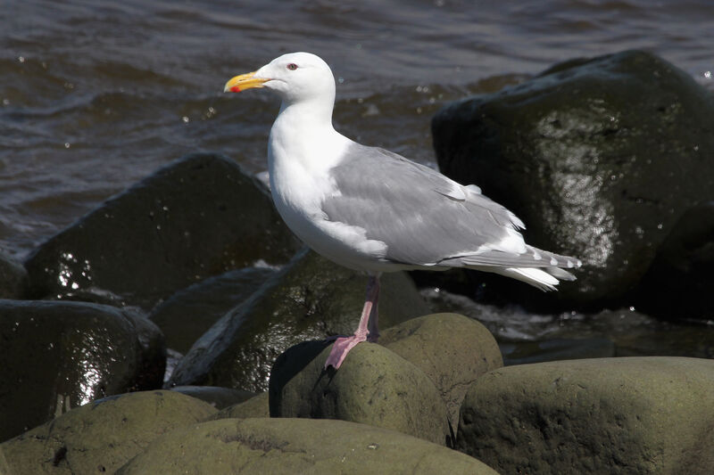 Goéland à ailes grisesadulte nuptial