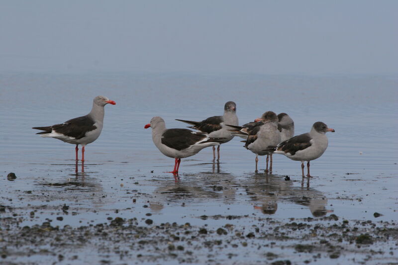 Dolphin Gull