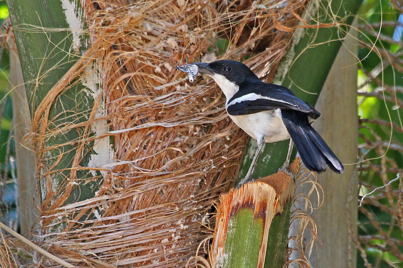 Swamp Boubou