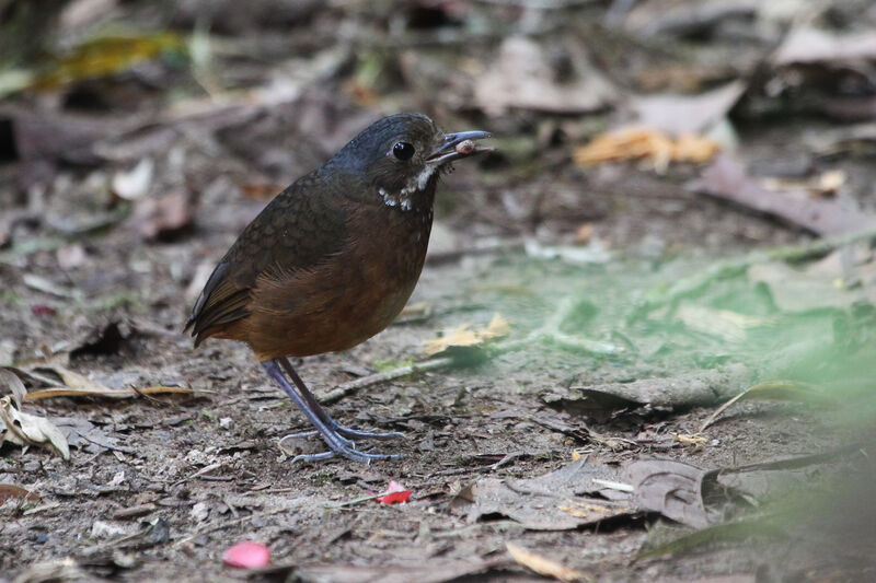 Moustached Antpittaadult