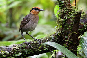 Grallaire à sourcils noirs