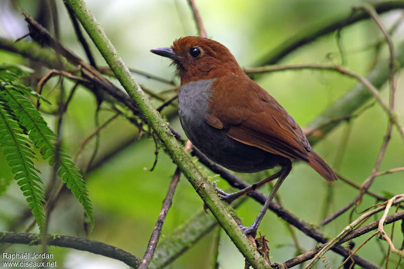 Bicolored Antpittaadult, identification