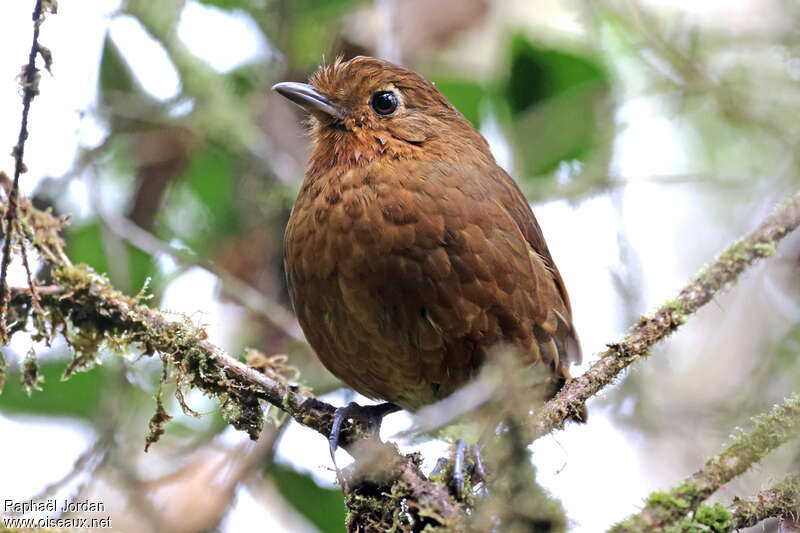 Chachapoyas Antpittaadult