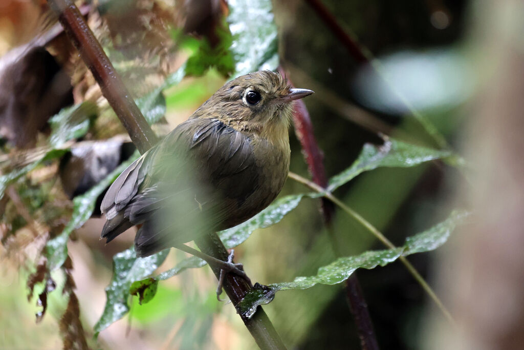Grallaire de la Perijaadulte