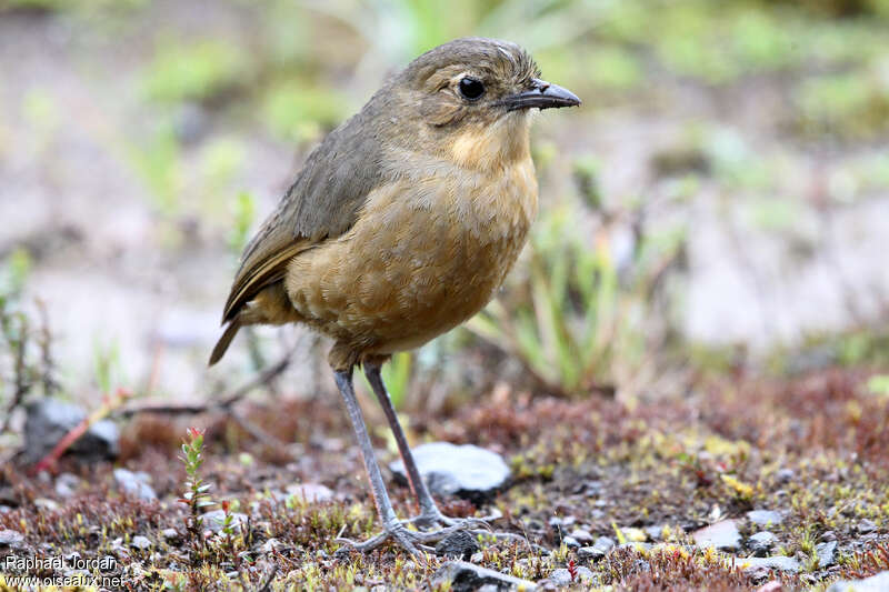 Grallaire de Quitoadulte, identification