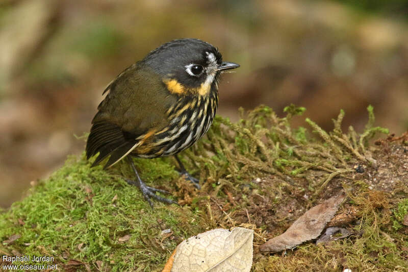 Crescent-faced Antpittaadult, identification