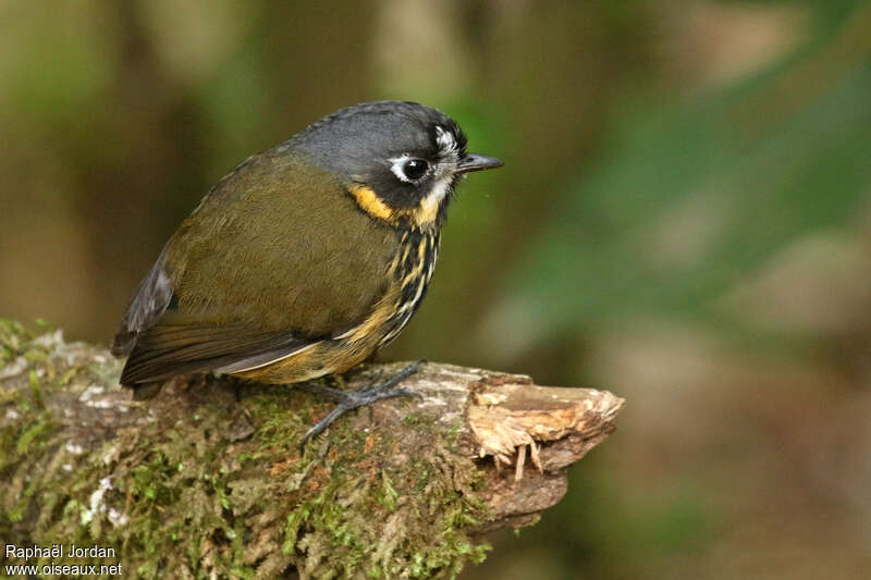 Grallaire demi-luneadulte, identification