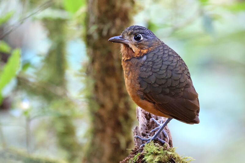 Scaled Antpitta