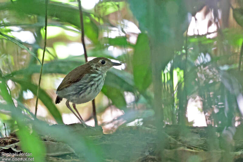 Tapajos Antpittaadult