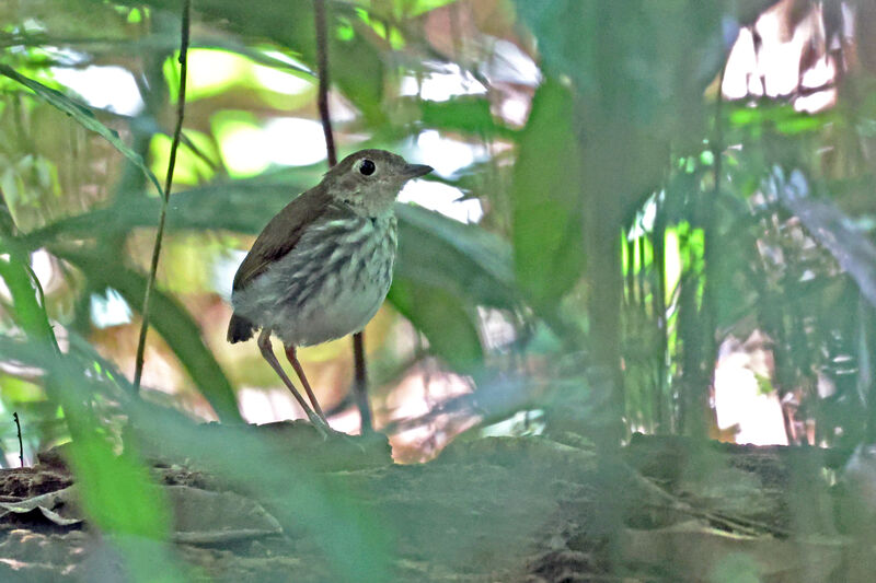 Tapajos Antpittaadult