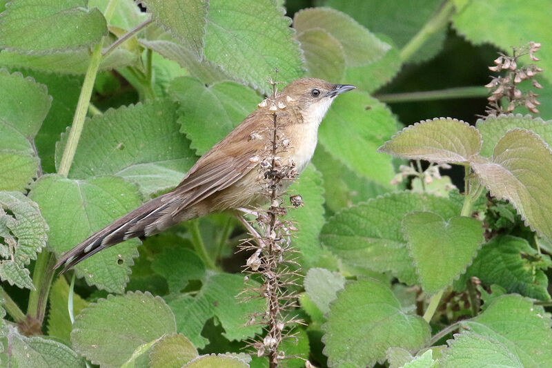 Graminicole à bec courtadulte