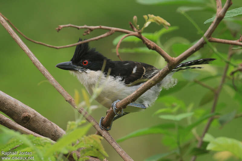 Great Antshrike male adult, identification