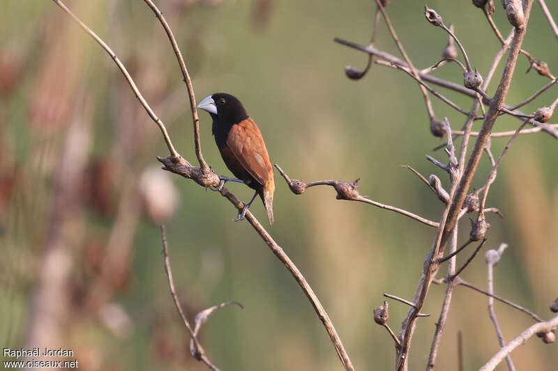 Grand Capucinadulte, identification