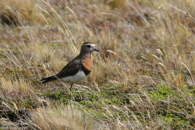 Gravelot d'Urvilleadulte nuptial, identification