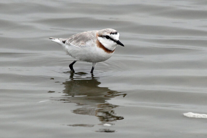 Chestnut-banded Ploveradult