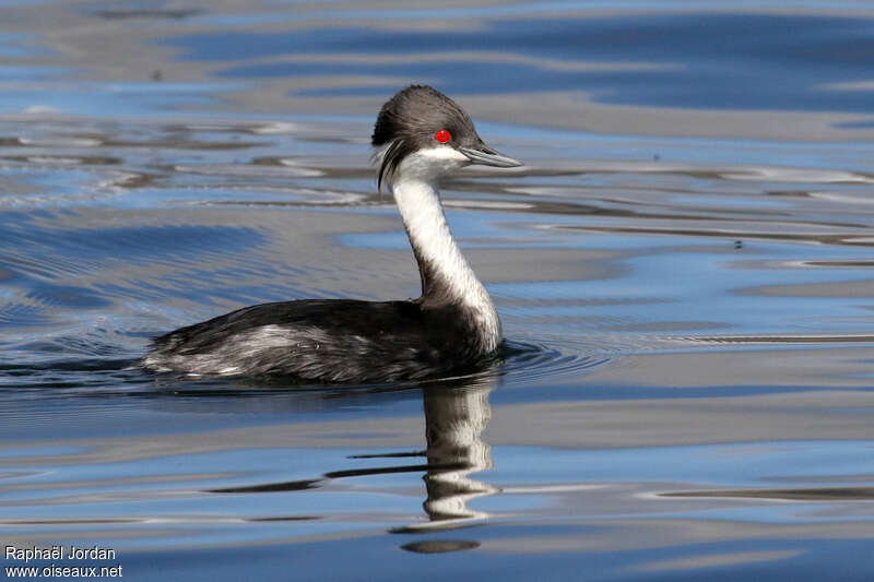 Junin Grebeadult breeding, identification