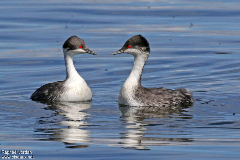 Junin Grebeadult breeding, courting display