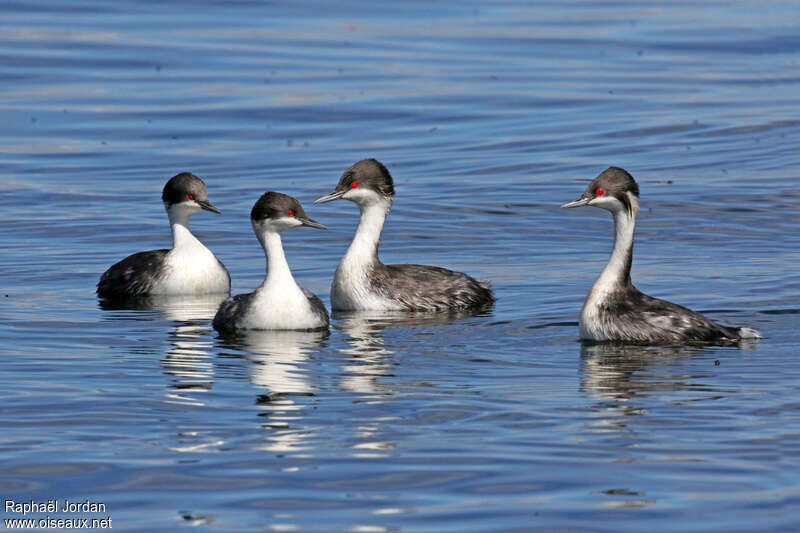 Junin Grebeadult breeding, courting display