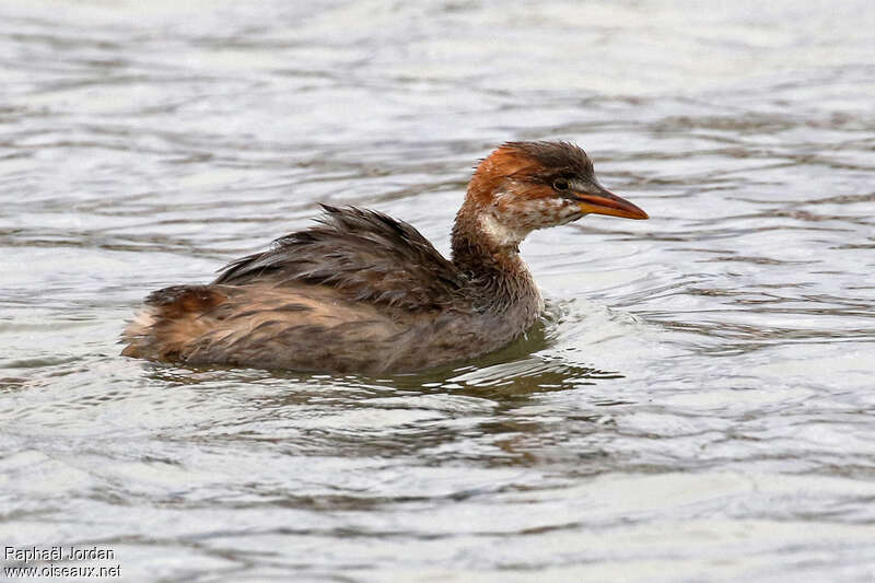 Titicaca Grebejuvenile, identification