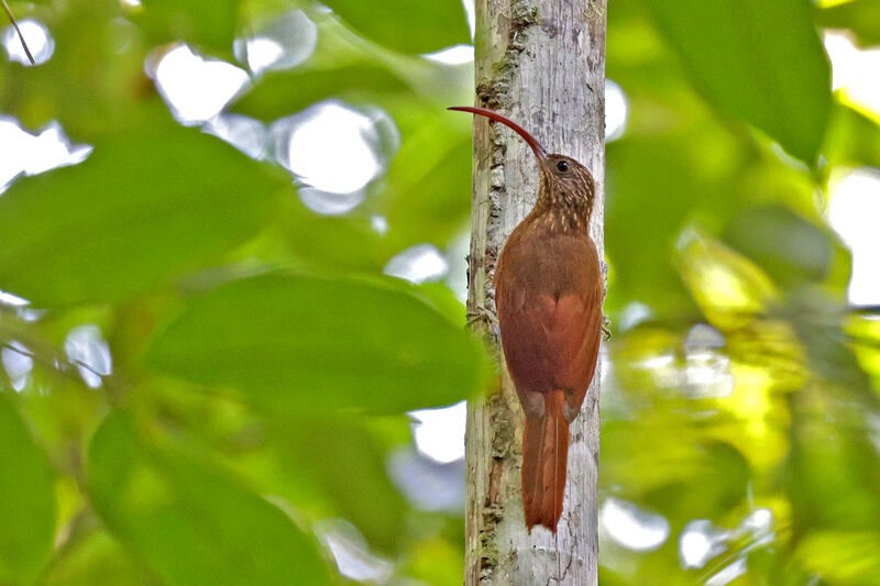 Curve-billed Scythebill