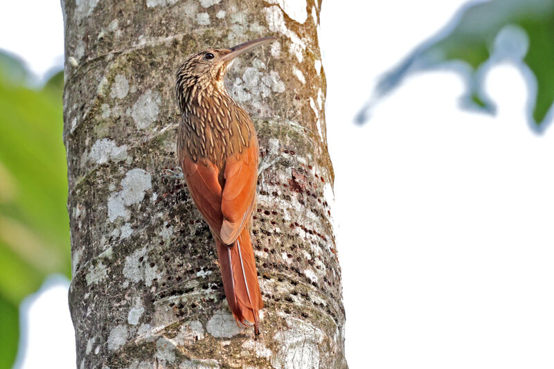 Ivory-billed Woodcreeper