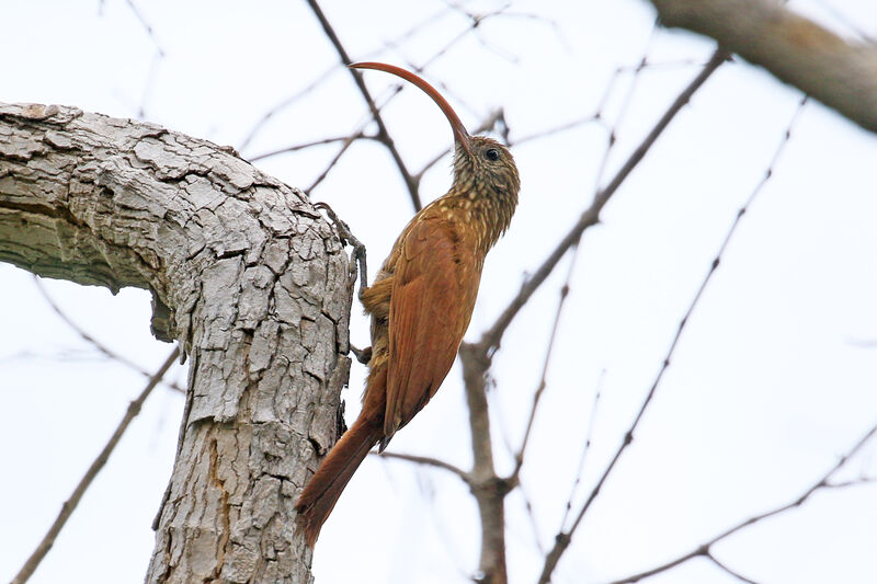 Red-billed Scythebill