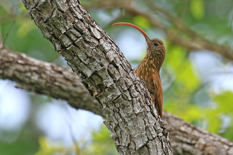 Red-billed Scythebill